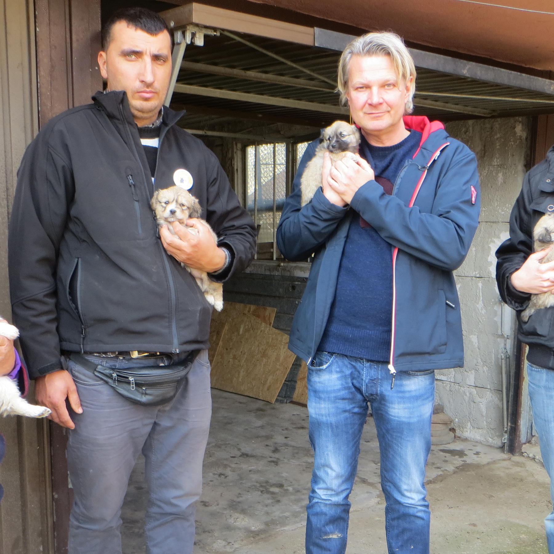 FW rumnische Welpen VOX DOCMA TV FW rumnische Welpen VOX DOCMA TV
