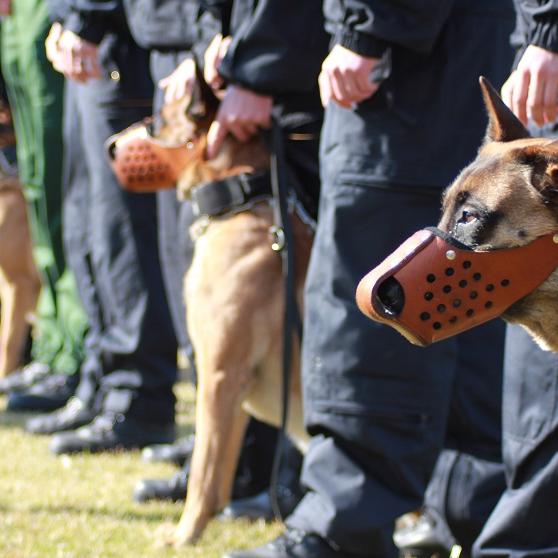 Tiergeschichten1 - VOX-DOCMA TV-BUNDESPOLIZEI - Die Bundespolizei Berlin beim Training Tiergeschichten1 - VOX-DOCMA TV-BUNDESPOLIZEI - Die Bundespolizei Berlin beim Training