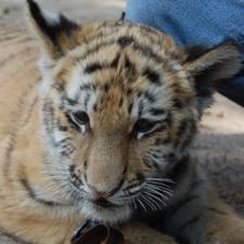 WW Wdh.9 Tigerbaby und Effenbergs 2 WW Wdh.9 Tigerbaby und Effenbergs 2