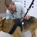 tk berlin schaeferhund tk berlin schaeferhund