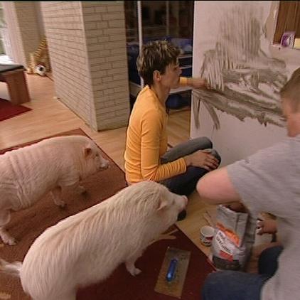 schweine renovieren schweine renovieren