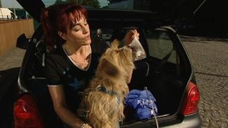 Mit Hund sicher in Urlaub