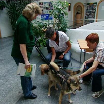 th pfullingen hund boris th pfullingen hund boris