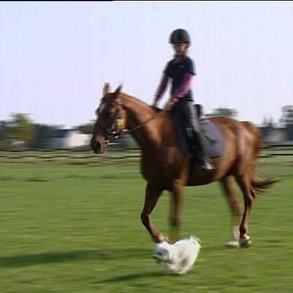 hundeprofi a2 hundeprofi a2