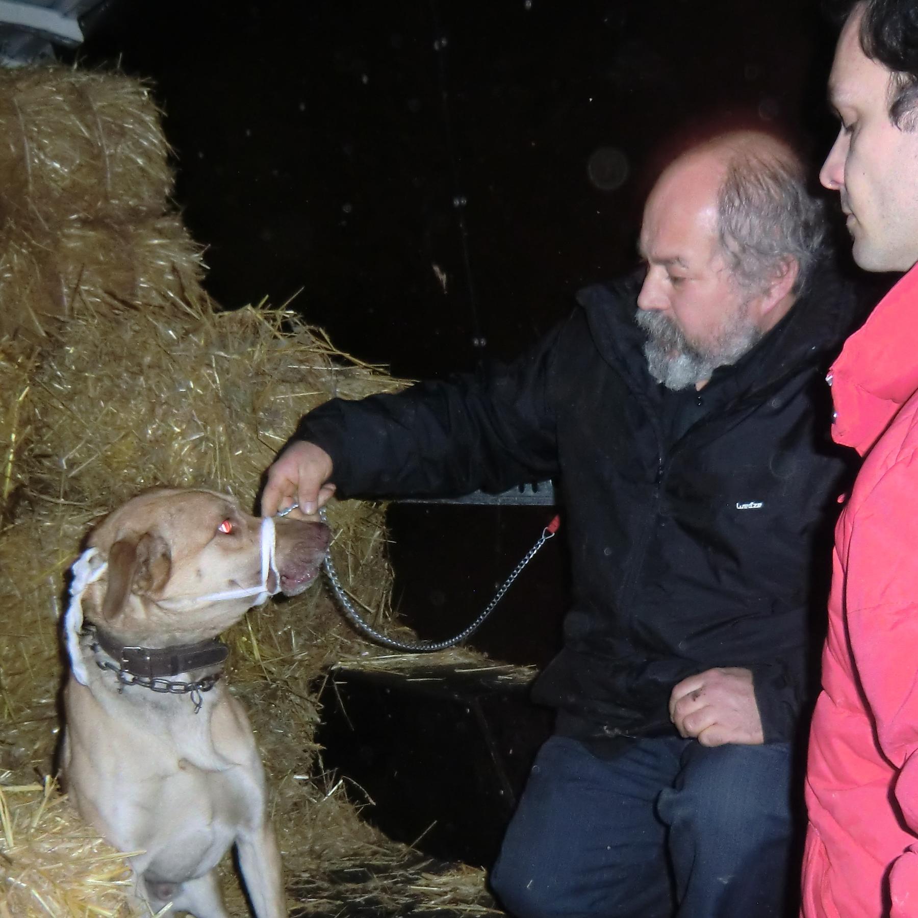 Tiergeschichten3 - Lahmender Hund eingefangen