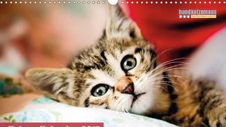 Die hundkatzemaus-Kalender 2015