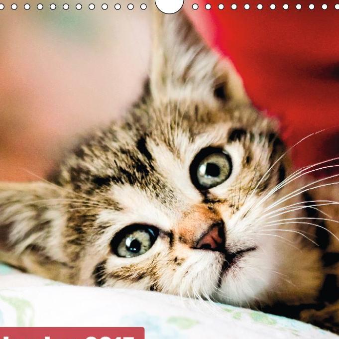 Katzen Kalender 2015 Titel
