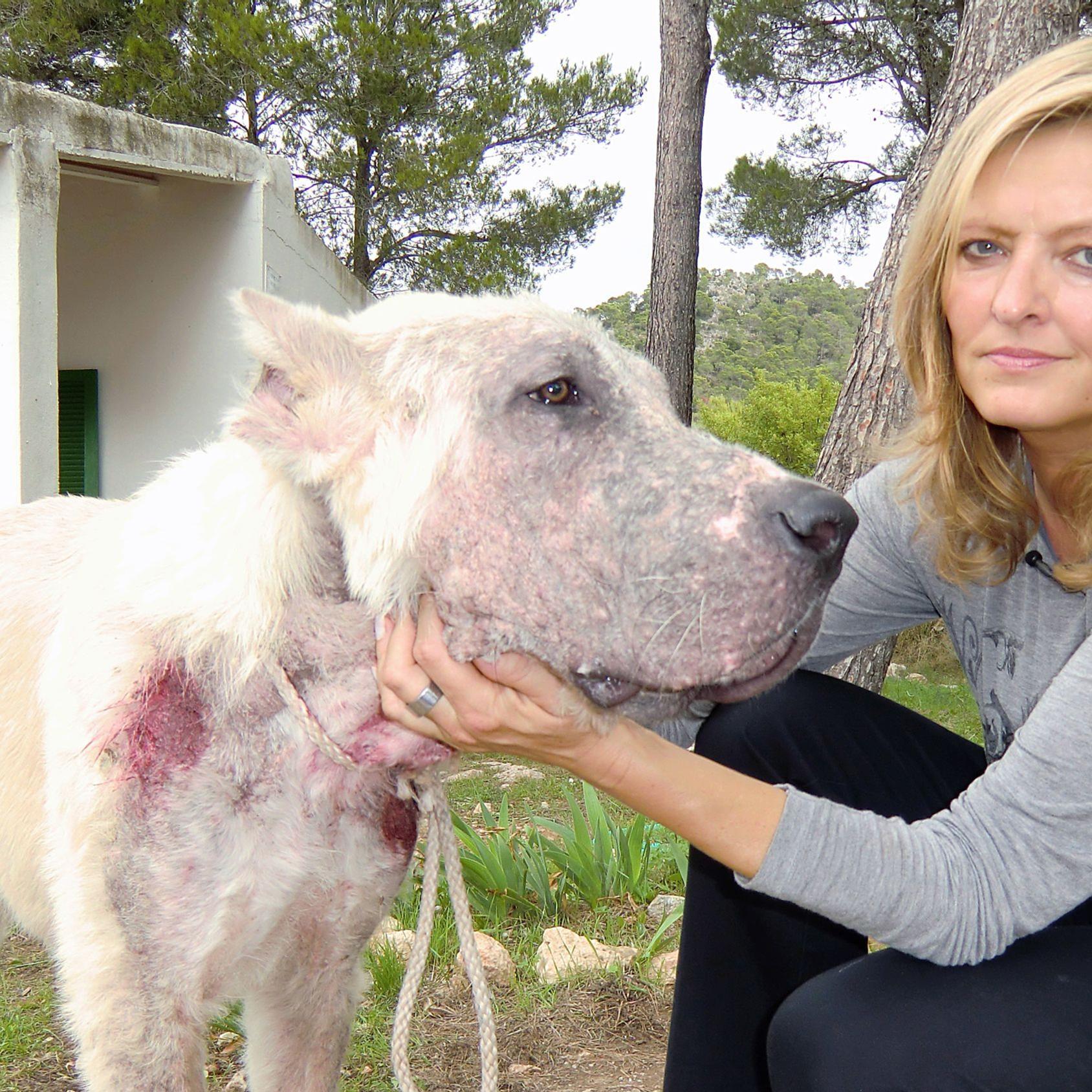 Tierschützer auf Mallorca - SOS Animal 1.jpg Tierschützer auf Mallorca - SOS Animal 1.jpg