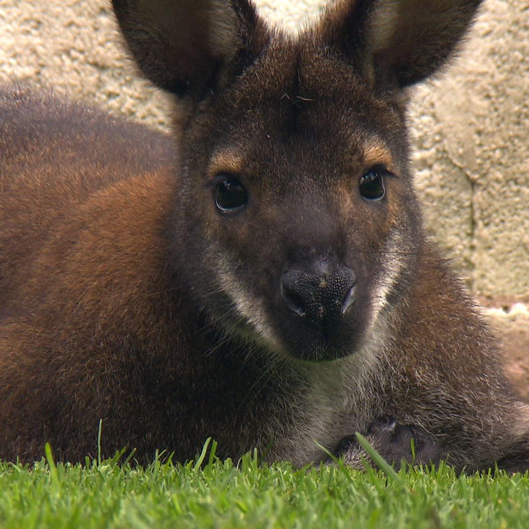Sprechstunde1 - Dr.Wolf soll Wallaby kastrieren Sprechstunde1 - Dr.Wolf soll Wallaby kastrieren