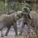 zoo wien elefanten zoo wien elefanten