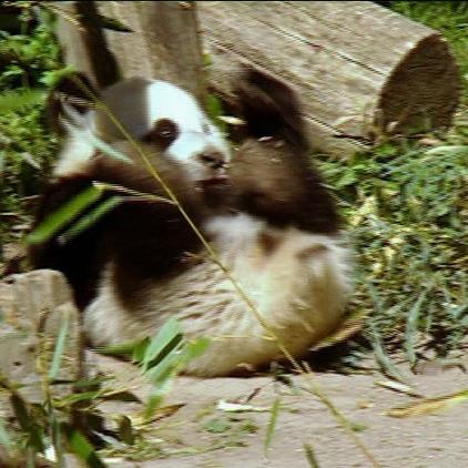 zoo wien panda zoo wien panda