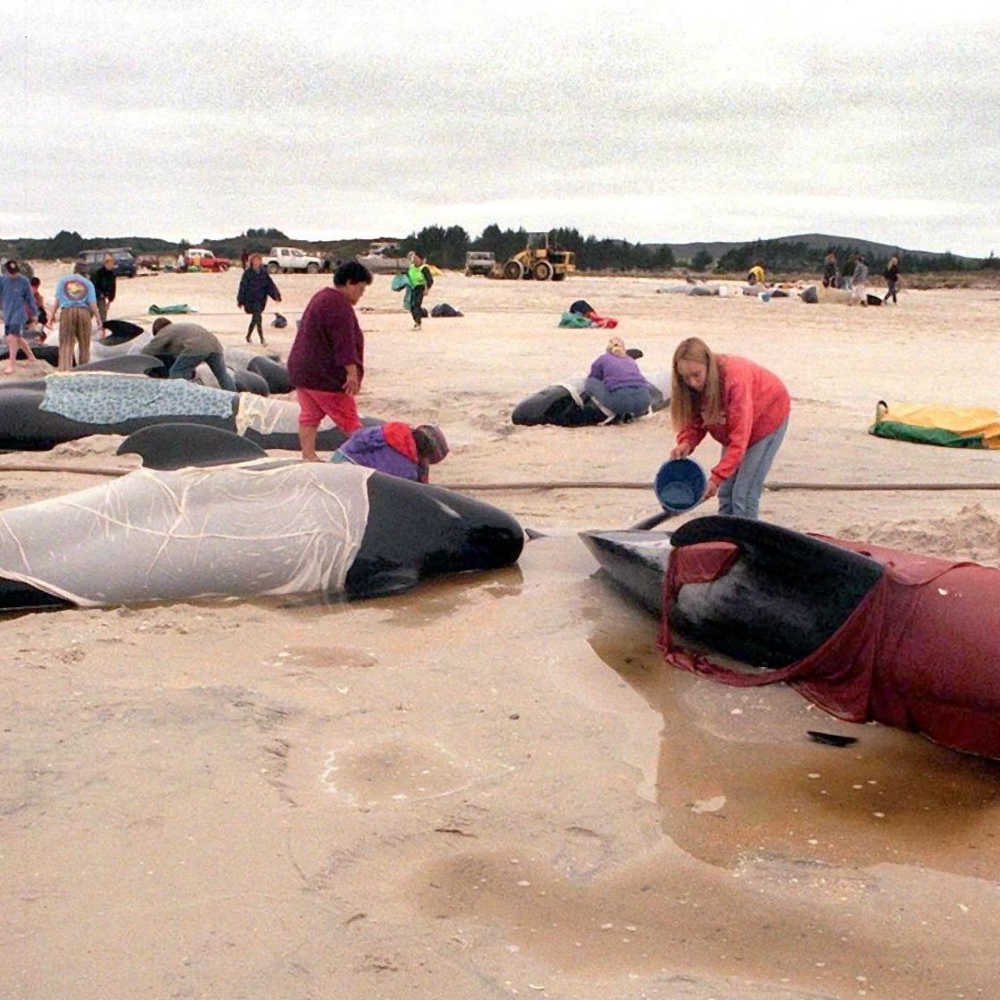 48 gestrandete Wale in Neuseeland gerettet 48 gestrandete Wale in Neuseeland gerettet