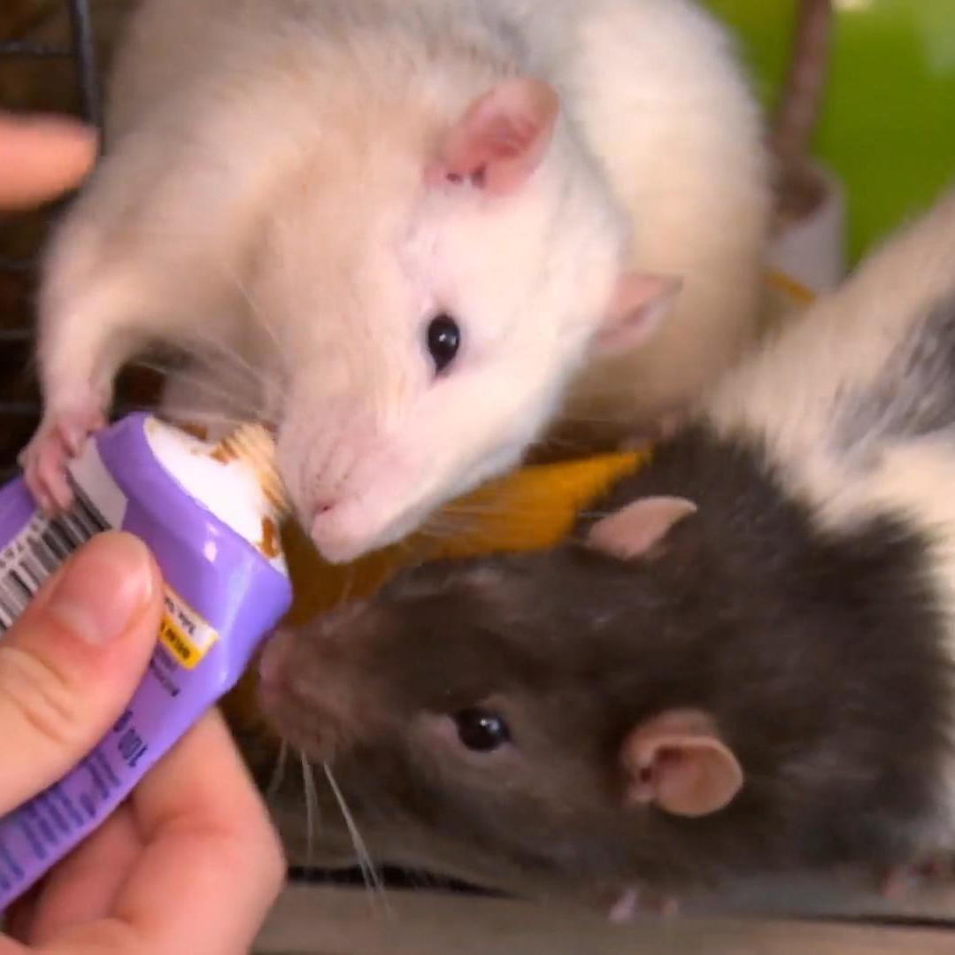 Die Ratten von „Guidos Deko Queen“- Kandidatin Nele. Das sind doch ganz possierliche Tiere ... Die Ratten von „Guidos Deko Queen“- Kandidatin Nele. Das sind doch ganz possierliche Tiere ...