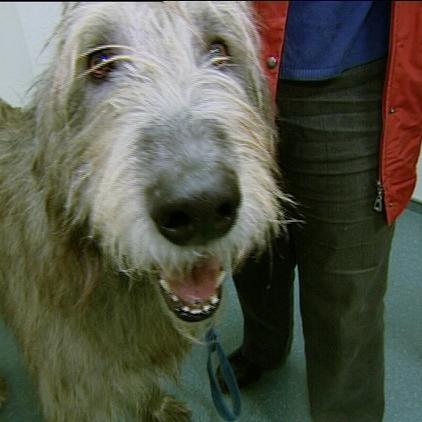 tk bielefeld hund corin schwanztumor tk bielefeld hund corin schwanztumor