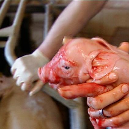 ort3 ltamueller ferkel geburtshilfe ort3 ltamueller ferkel geburtshilfe