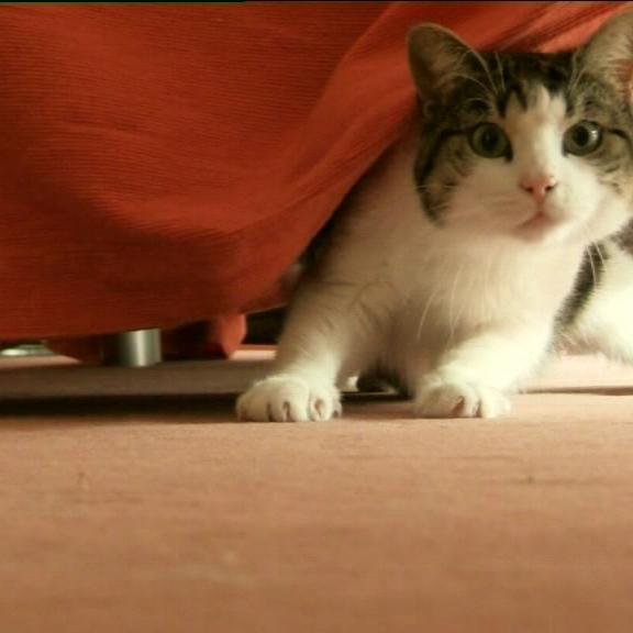 tiergeschichten1 a tiergeschichten1 a