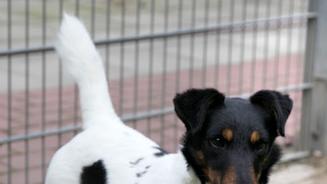 Terrier Kauris sucht ein Zuhause