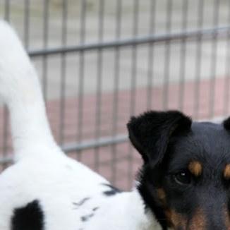Tierheimhund Kauris Tierheimhund Kauris