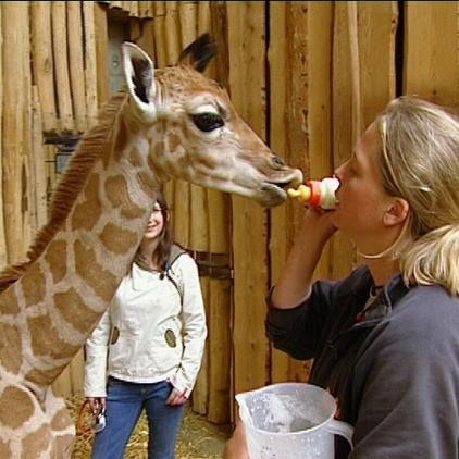 zoo gelsenkirchen giraffenbaby zoo gelsenkirchen giraffenbaby