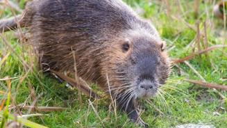 Es gibt Ratte - und keinen stört's