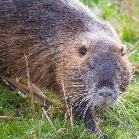 Ein Nutria verweilt an einem Teich. Foto: Julian Stratenschulte/dpa/Archivbild Ein Nutria verweilt an einem Teich. Foto: Julian Stratenschulte/dpa/Archivbild