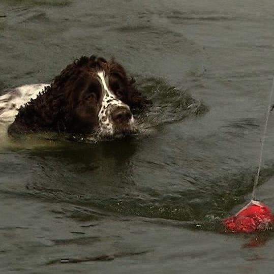 Tiergeschichten3 - VOX - Charly versucht beim Schwimmtraining noch einige Kilos abzunehmen Tiergeschichten3 - VOX - Charly versucht beim Schwimmtraining noch einige Kilos abzunehmen