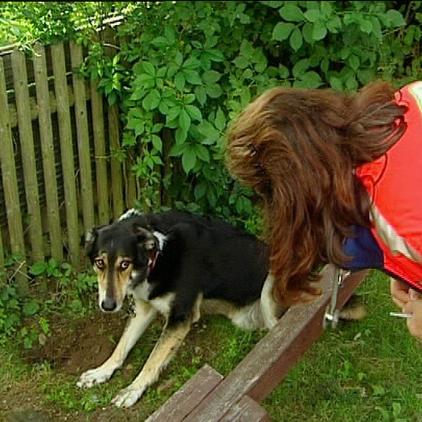 Tierrettung Mnchen Hund Ludwig Tierrettung Mnchen Hund Ludwig