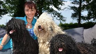 Hunde mit Dreadlocks