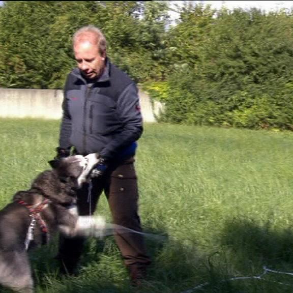 hundeprofi 1 hundeprofi 1