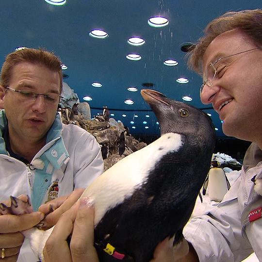 Vorschau1 - VOX - Reinschmidt und Pinguine Vorschau1 - VOX - Reinschmidt und Pinguine