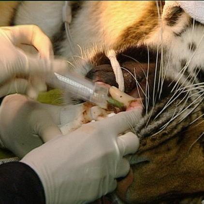 zooduisburg tiger zooduisburg tiger