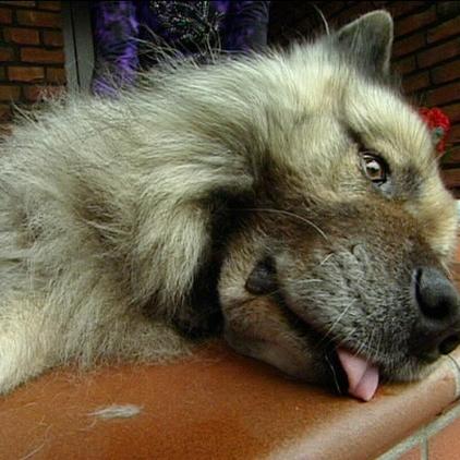 la nieburg eurasier nico