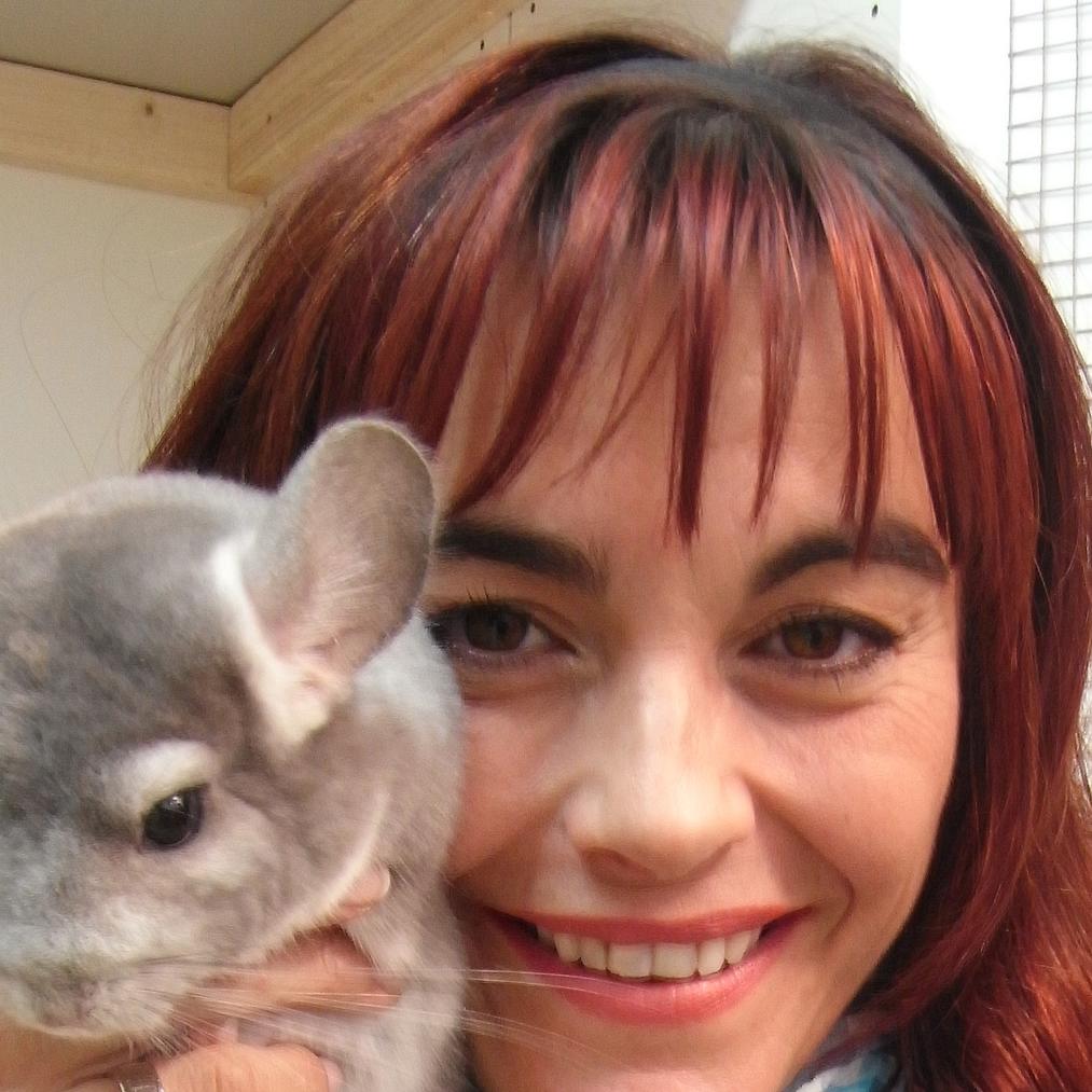 tiergeschichten1 - Chinchillas 1 tiergeschichten1 - Chinchillas 1