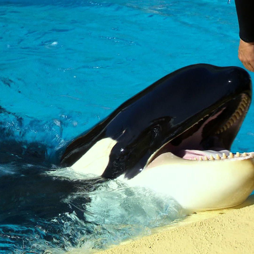 loro parque Orca 1 loro parque Orca 1