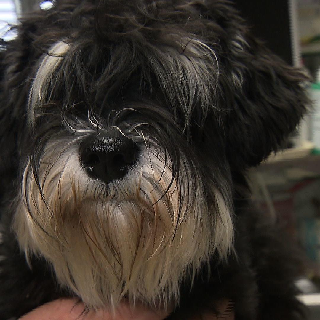 Sprechstunde1 - Hund braucht Ohrensplung Sprechstunde1 - Hund braucht Ohrensplung