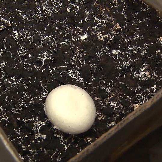 Die Champignon-Ernte von \Das perfekte Dinner\-Kandidatin Antje ist einigermaßen übersichtlich Die Champignon-Ernte von \Das perfekte Dinner\-Kandidatin Antje ist einigermaßen übersichtlich