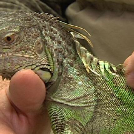 Sprechstunde2 - Leguan hatte Rauferei Sprechstunde2 - Leguan hatte Rauferei