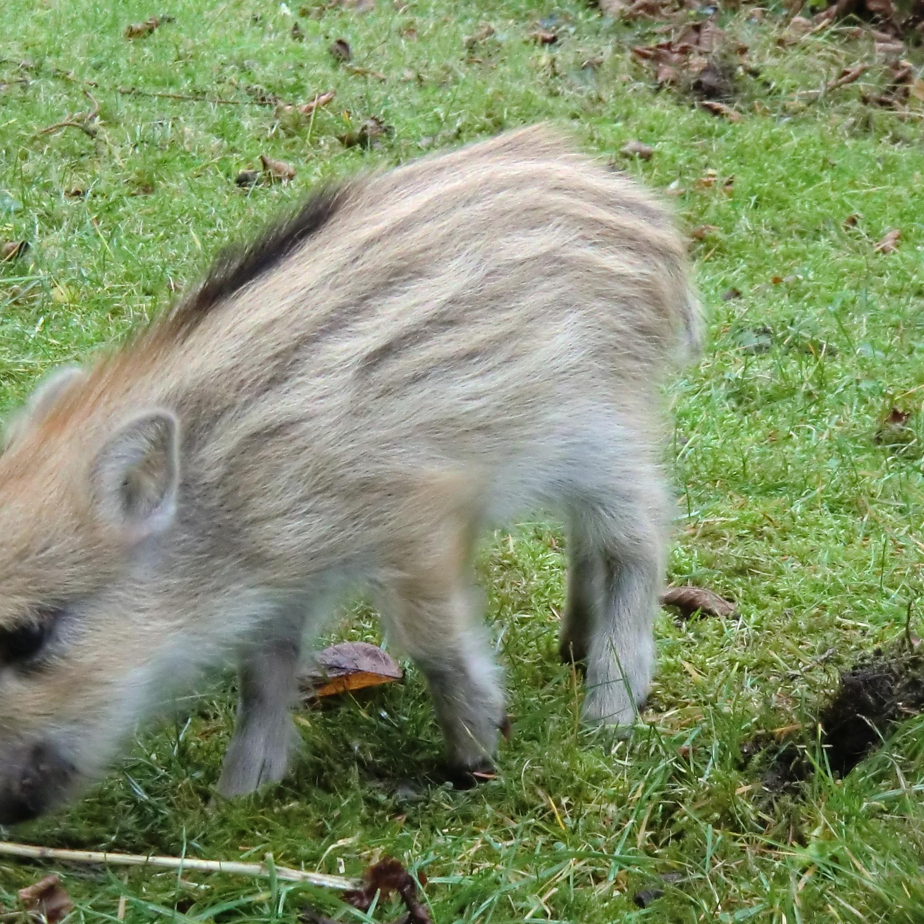 Tiere in Not 1 - Frischling Paul Tiere in Not 1 - Frischling Paul