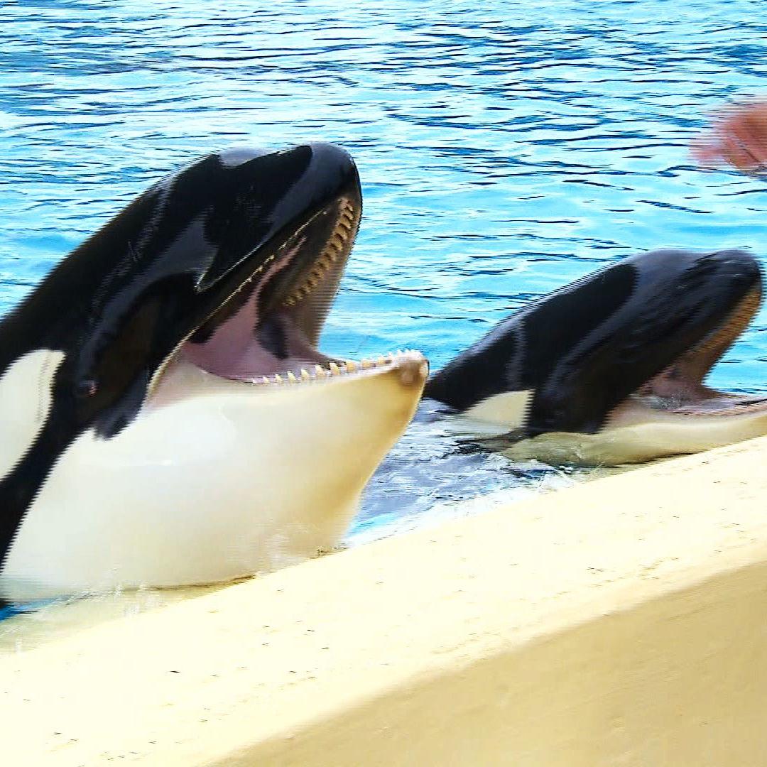 zoo loro parque orca zusammenfhtung