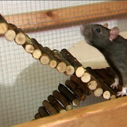 zusatzbild ratte auf rampe zusatzbild ratte auf rampe