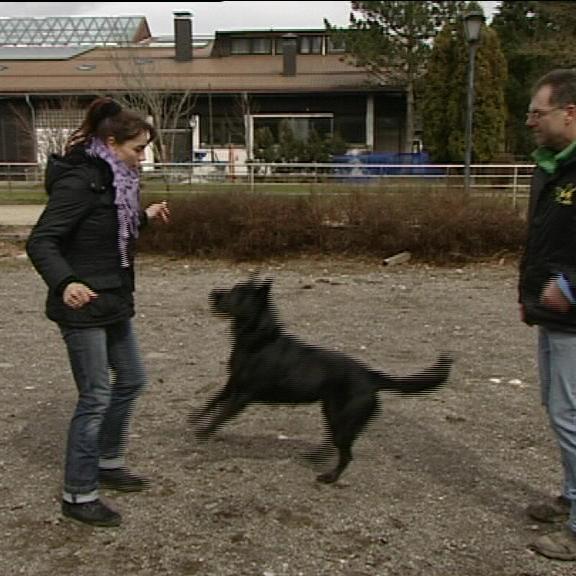 hund 2 hund 2