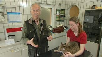 Diabetes bei Katzen