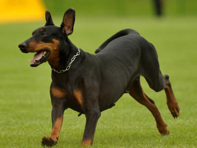 Hunde Lexikon Die Bekanntesten Rassen