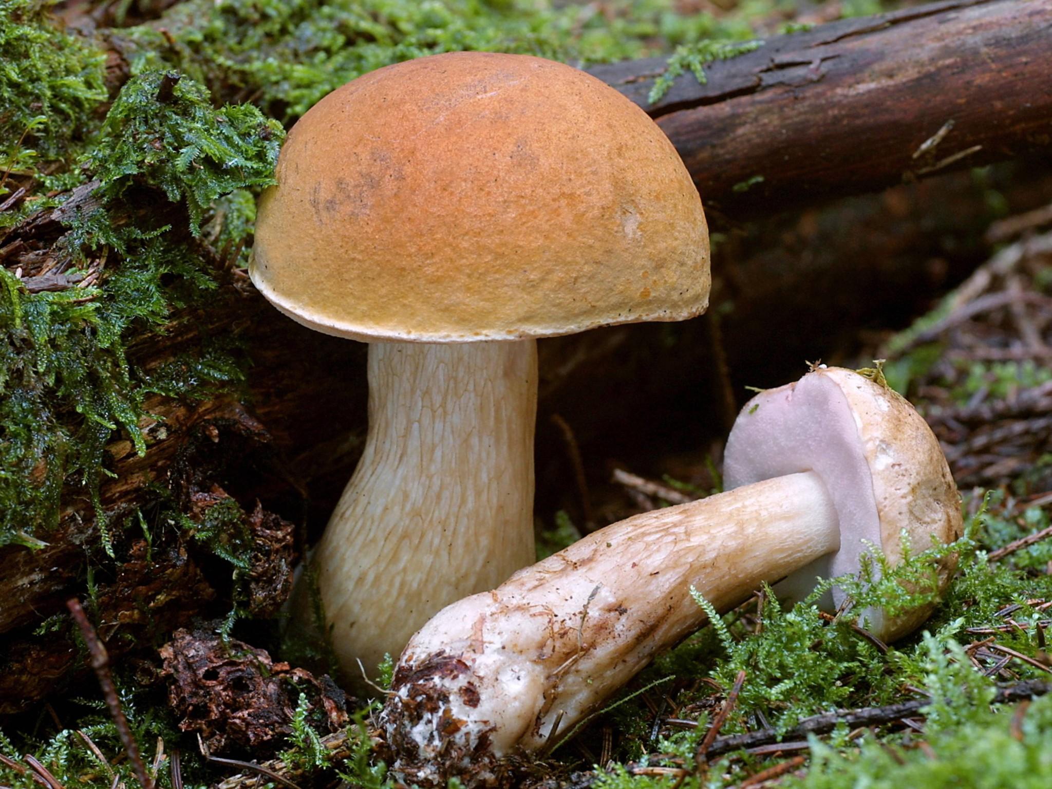 Pilze sammeln: Giftige Pilze und essbare Pilze bestimmen