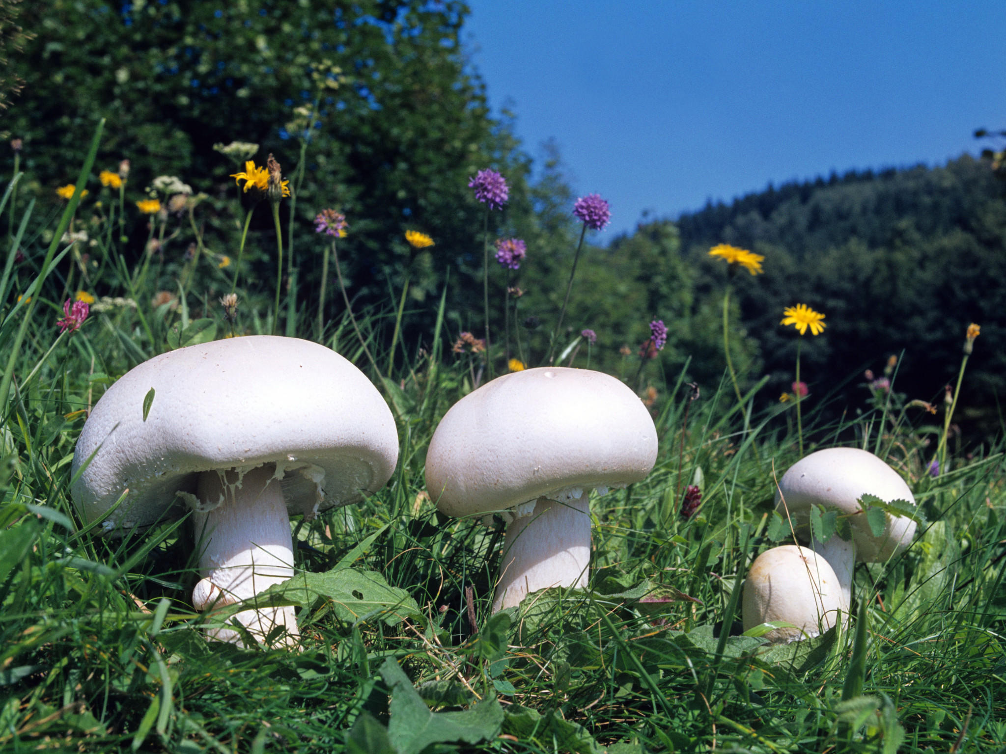 Pilze sammeln: Giftige Pilze und essbare Pilze bestimmen.