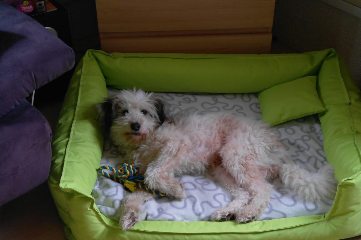 Hund Katze Maus Hund Katze Maus