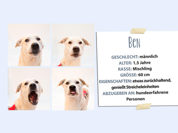 Martin Rütters tierischer Jahresrückblick 2015 - Tierheimhunde