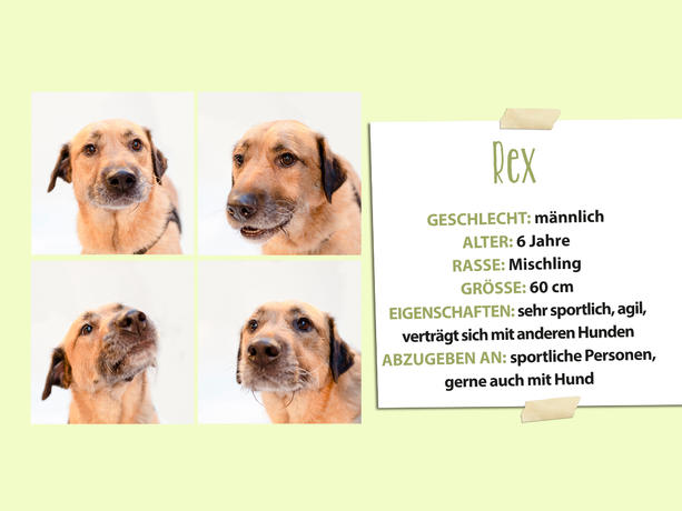 Martin Rütters tierischer Jahresrückblick 2015 - Tierheimhunde