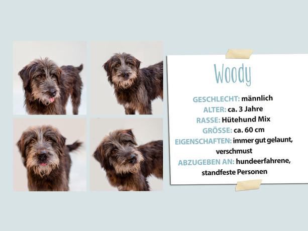 Martin Rütters tierischer Jahresrückblick 2015 - Tierheimhunde