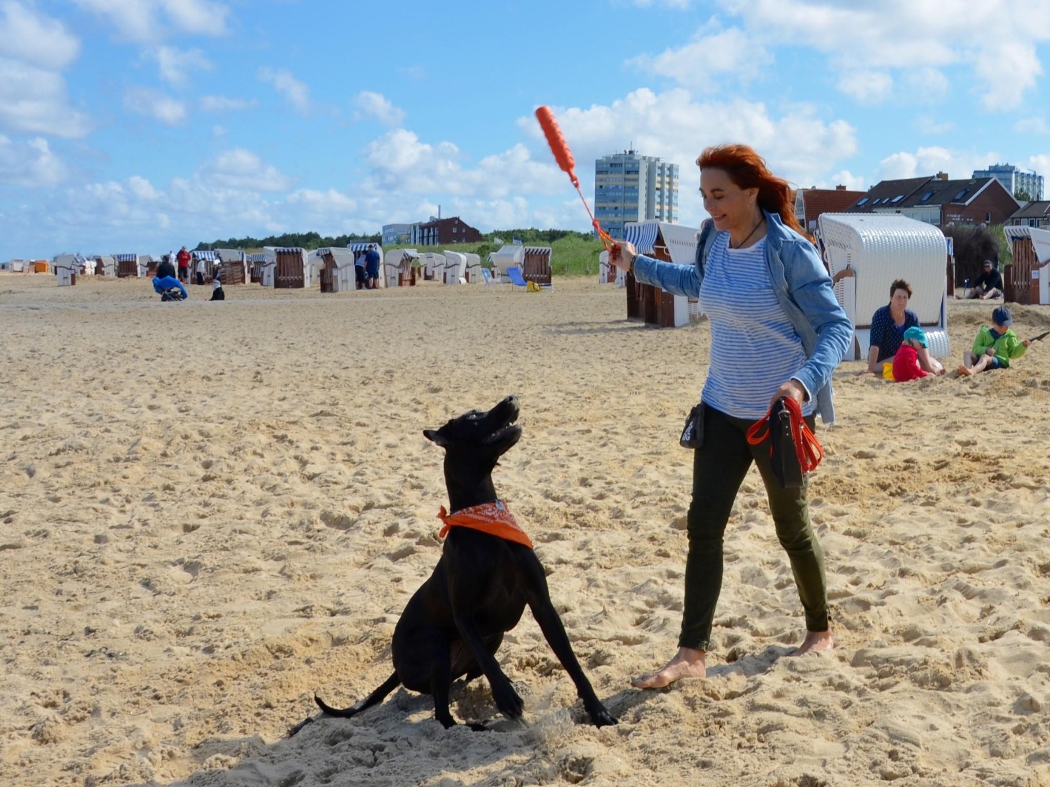 hundkatzemaus Galerie Hunde am Strand.Viele Hunde lieben es, am Strand